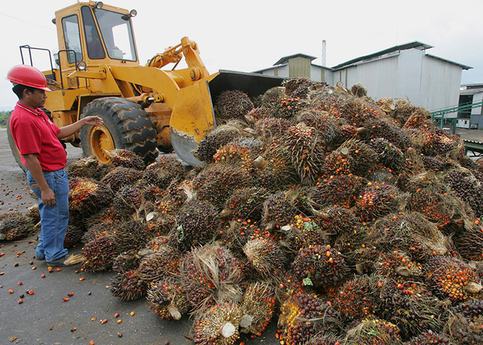 ​Евразийский союз решили запретить грязное пальмовое масле в пищепроме