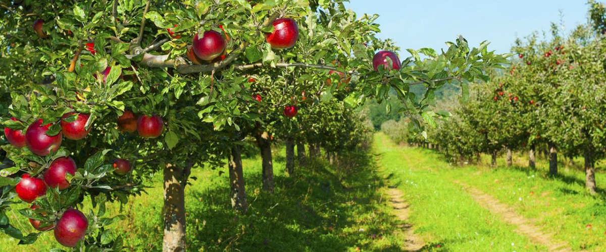 ​Холдинг Тимченко станет крупнейшим на Кубани производителем яблок