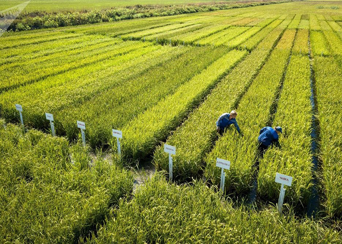 ​Кубань увеличила урожай риса в 2019 году на 27%