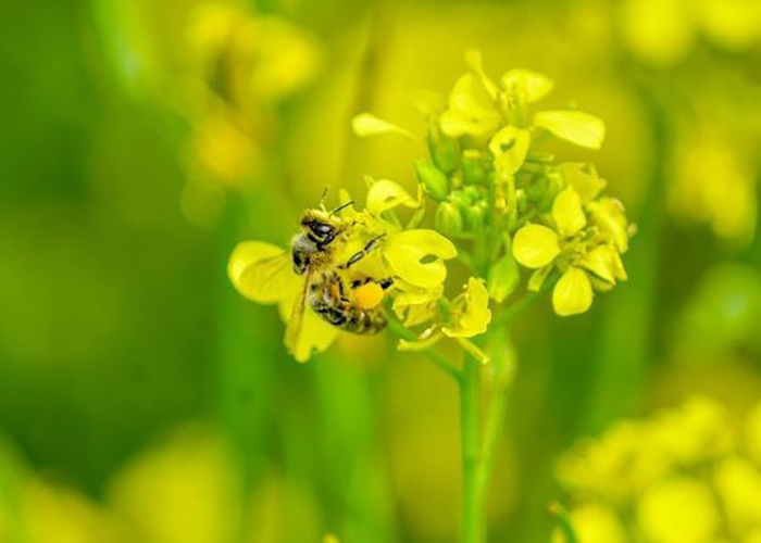 ​Минсельхоз гибель пчел в 2019 году не является чрезвычайной ситуацией