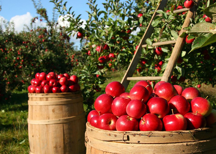 ​На Ставрополье зафиксирован 20% рост урожая яблок
