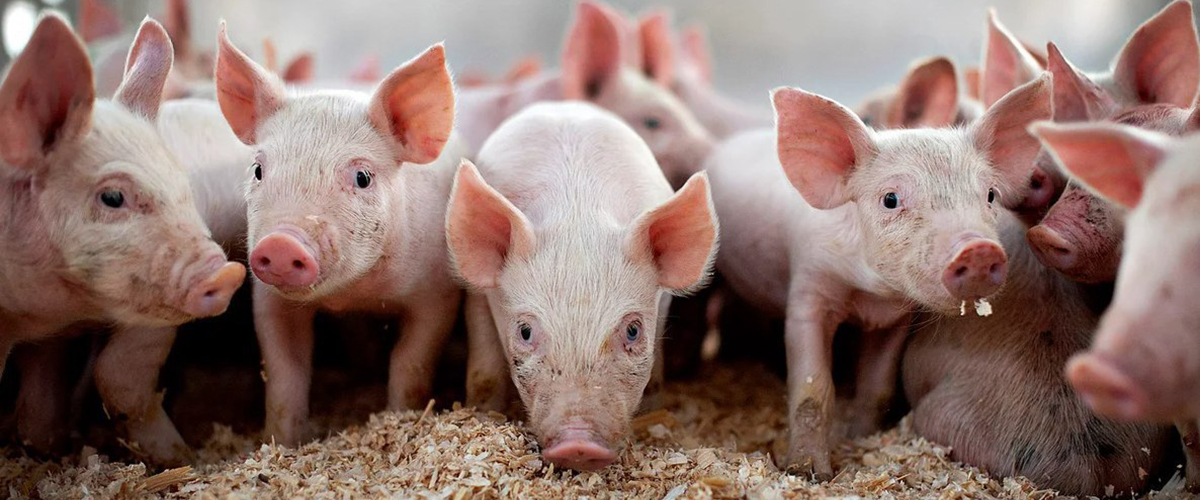 ​На территории Приамурья осталось 47 тысяч голов свиней