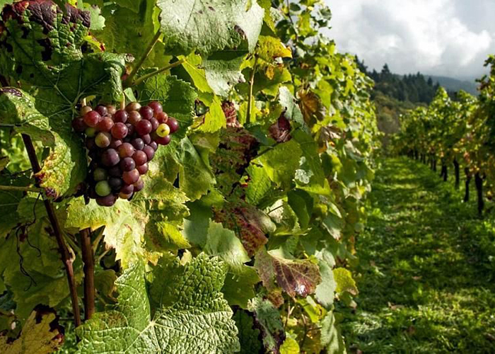 ​НСА разработал программу страхования садов и виноградников для Кубани