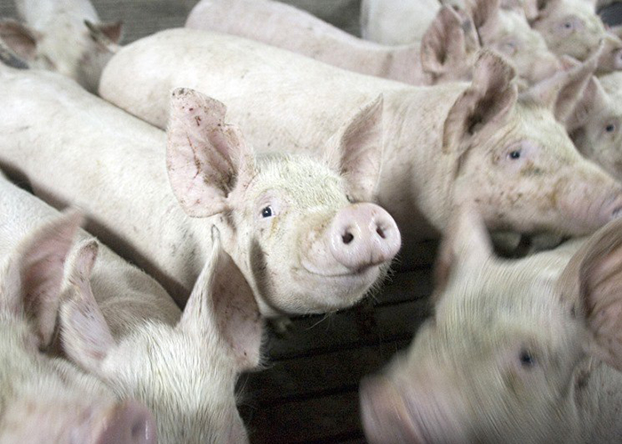 ​Сибирская аграрная группа намерена увеличить выпуск свинины на 60% в 2019 году