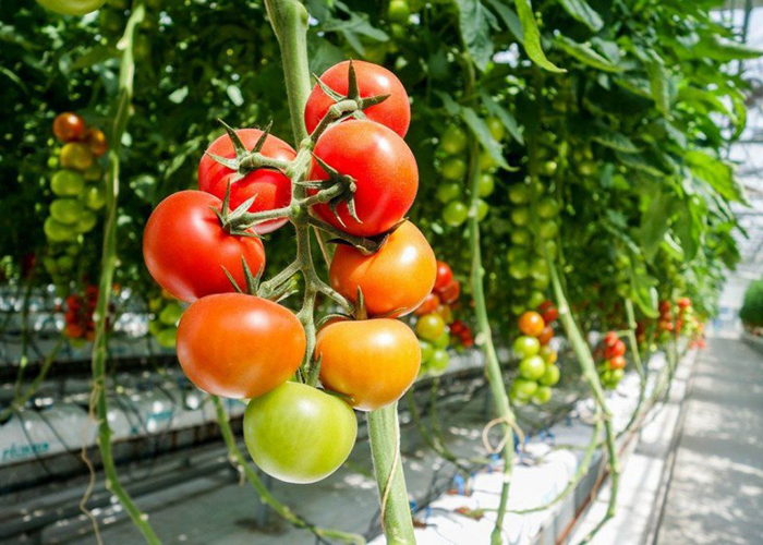 ​Спрос и цены на тепличный томат продолжают расти