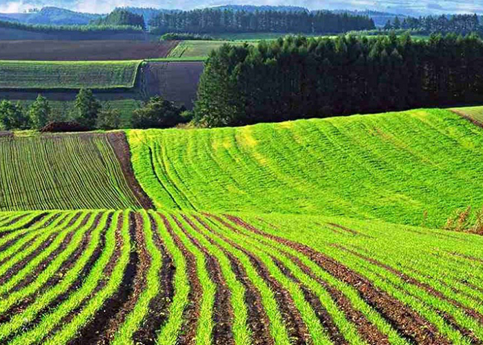 ​Центробанк может получить 150 тысяч гектаров сельхозземель Ростовской нивы