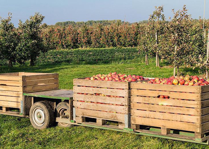 ​У подмосковных садоводов появилась возможность сдать излишки яблок