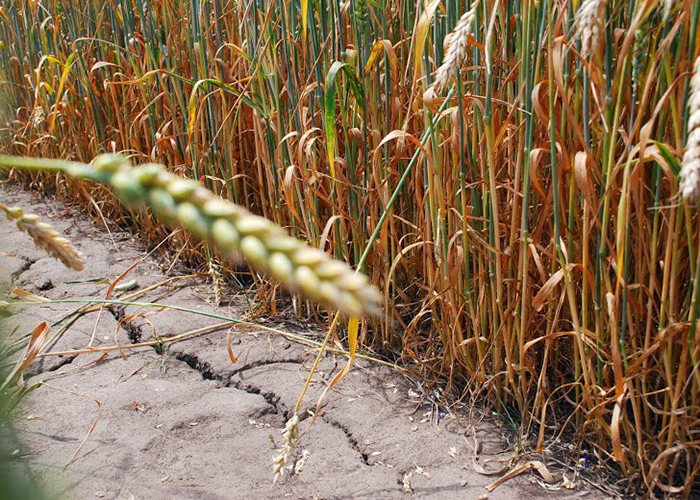 ​Урожай зерна в Забайкалье из-за летней засухи снизился на 43%