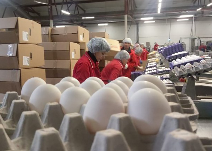 ​В АО Синявинская внедрена технология производства яиц без антибиотиков
