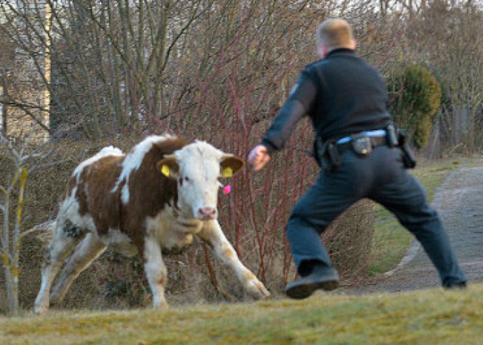 ​В Германии полиция обезвредила «высокоагрессивную корову» с помощью вертолета