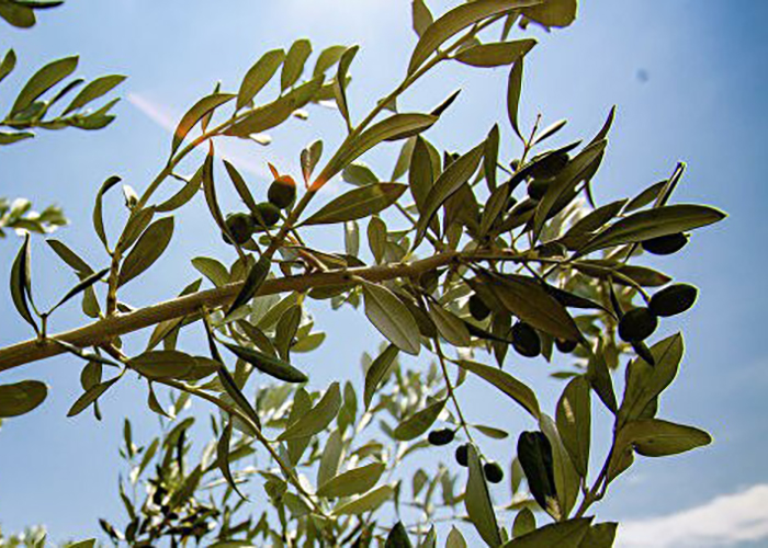 ​В Крыму для улучшения технологии получения масла посадят 1000 олив