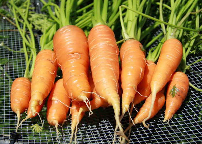 А морковка-то усохла