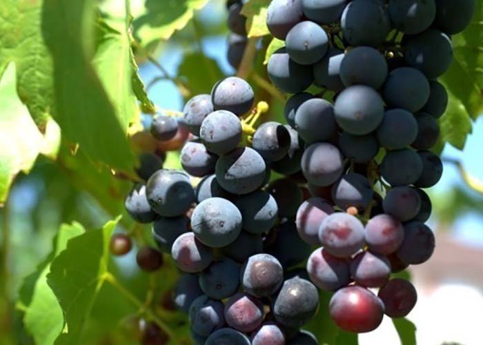 Госдума отклонила закон о виноградарстве и виноделии