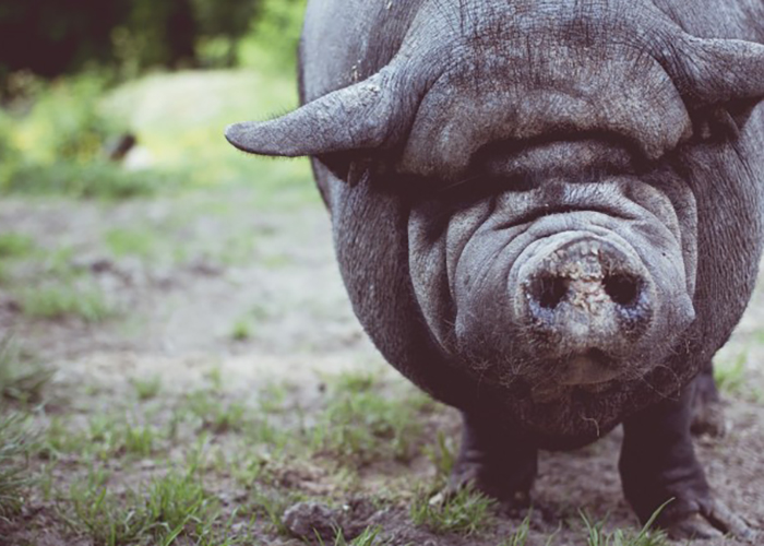 Китайские фермеры разводят гигантских свиней