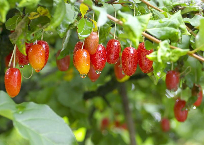 Необычные сорта плодово-ягодных культур