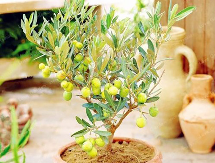 Как выращивать оливковое дерево в домашних условиях?