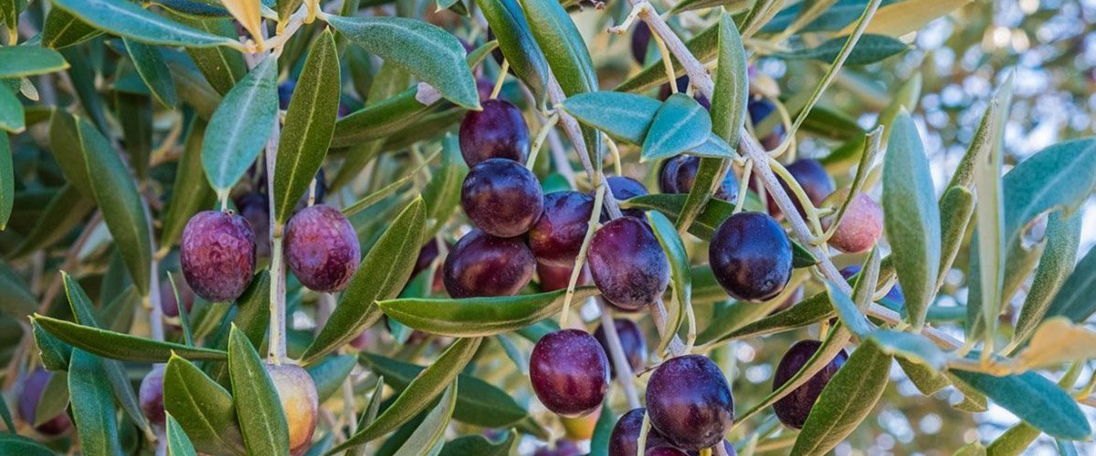 Оливковое дерево выращивание в домашних условиях