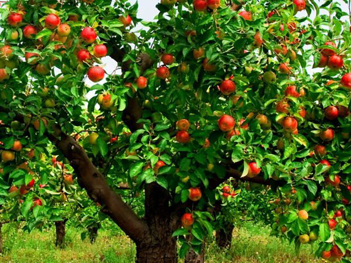 Периодичность плодоношения яблони