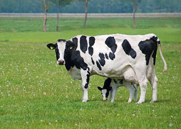 Породы молочных коров
