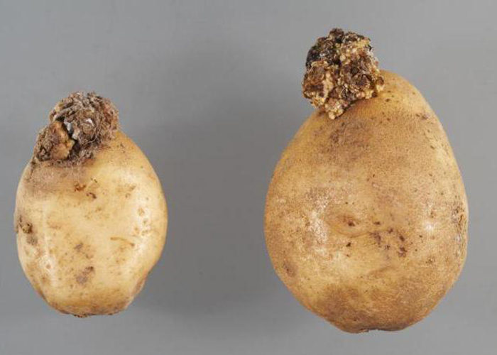 Рак картофеля угроза урожаю