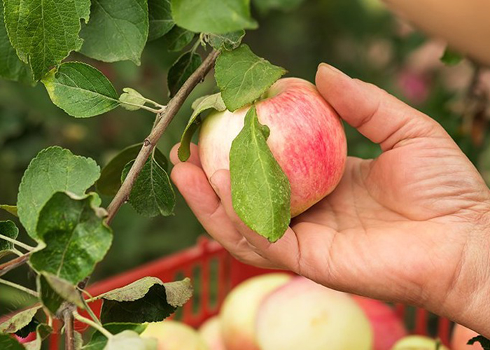 Реанимация яблонь после урожая