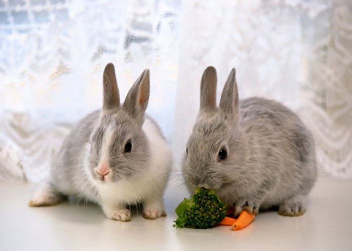 Много кроликов фото