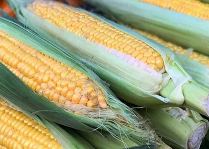 Уборочная кампания кукурузы стартовала в Приморье