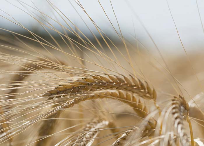 Урожай зерна в России к 2024 году вырастет до 141 миллиона тонн