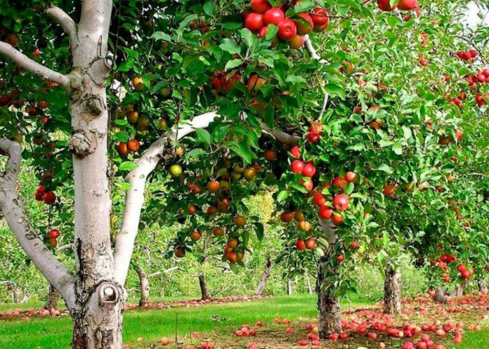 В Дагестане началось производство собственных саженцев плодовых деревьев для интенсивных садов