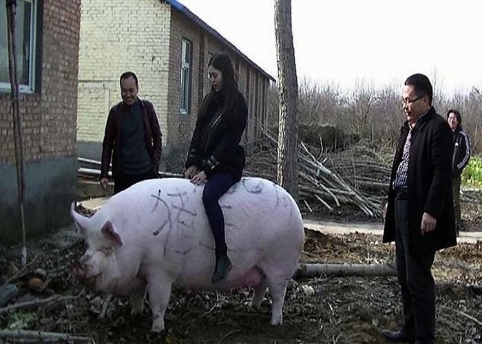 В Китае начали выращивать свиней размером с белого медведя