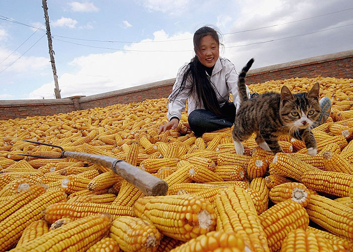 В Китае наращивается торговый дефицит в сфере продукции сельского хозяйства