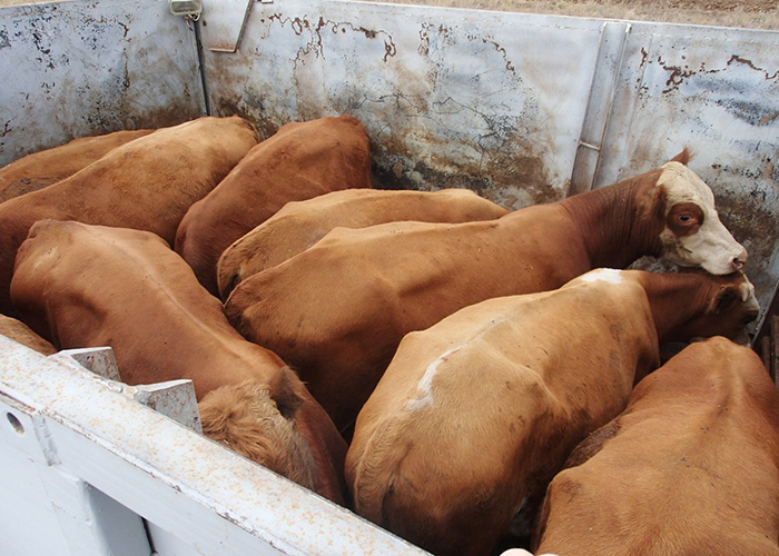 В Приамурье пытались провезти крупный рогатый скот без документов