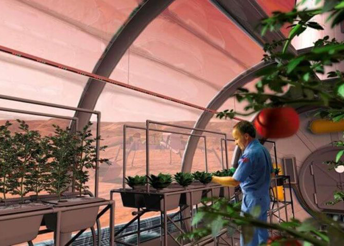 Выращивать растения на Марсе реально