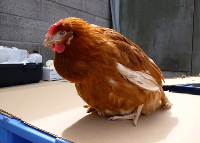 Какие симптомы появления глистов у цыплят и как их вылечить?