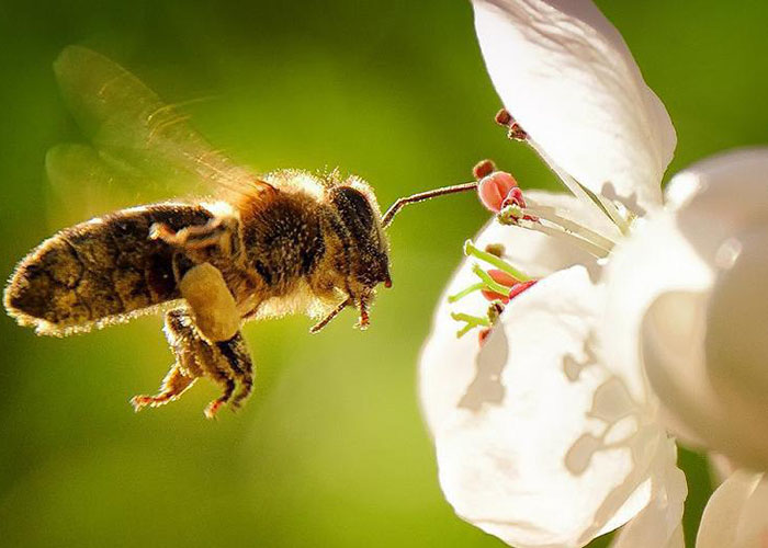 ​Бельгийские ученые научились повышать «энергичность» пчел