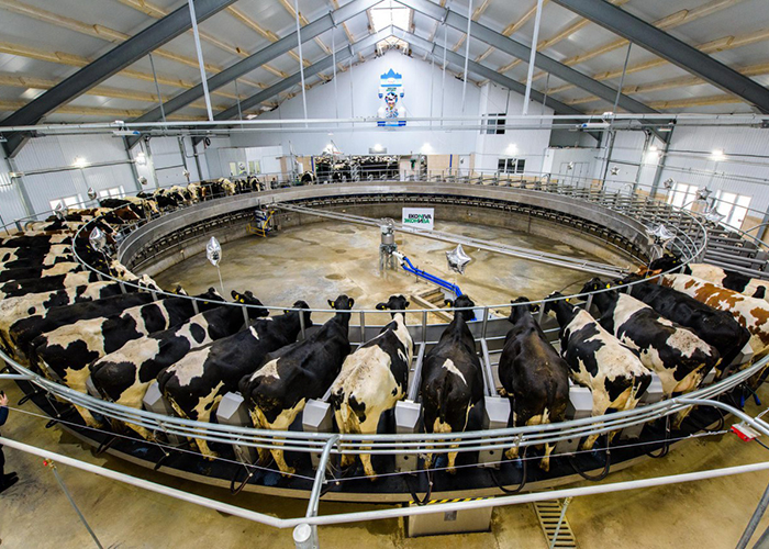 ​«ЭкоНива» за 9 месяцев увеличила производство молока на 57% до 550 тыс. т