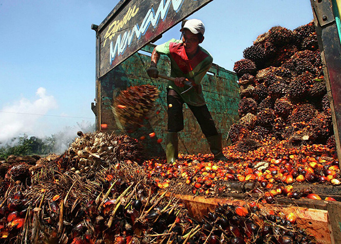 ​Индия прекратила бойкот пальмового масла из Малайзии