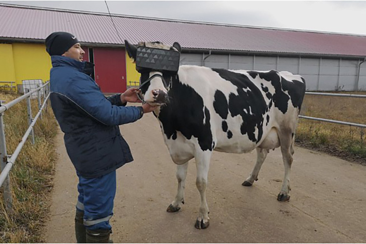 ​Коровам выдали очки виртуальной реальности для снижения их тревожности