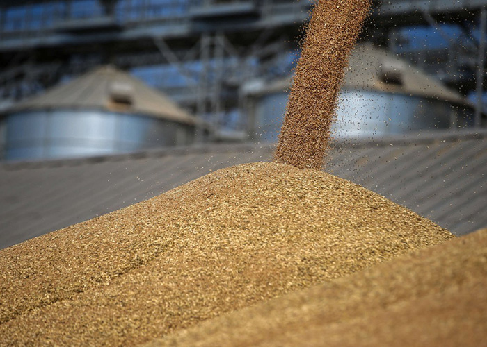 ​Поставки пшеницы в Казахстан угрожают президентским майским указам