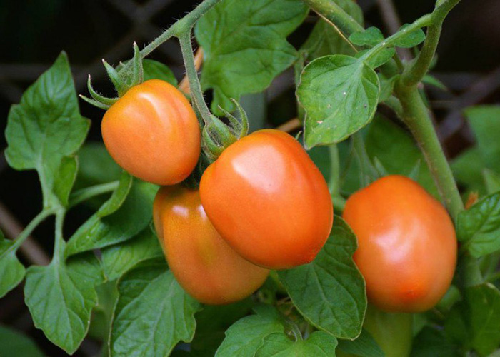 ​Применение этилена для ускорения созревания томатов на растениях уже допущено в Бельгии и Англии