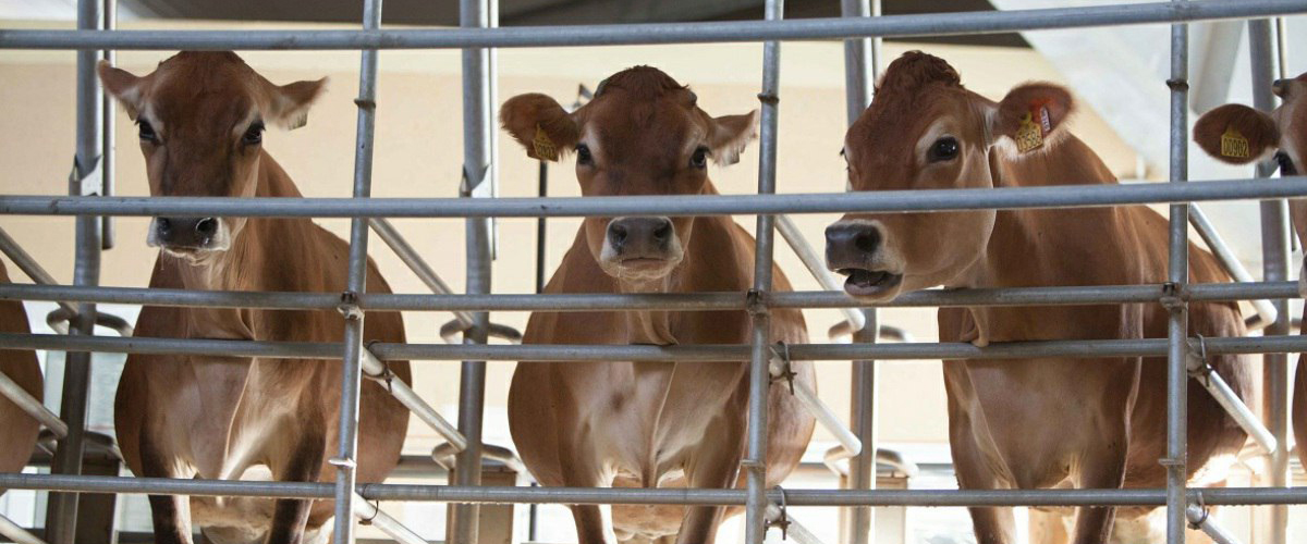 ​Проект создания мясо-молочного кластера обсудили в Элисте