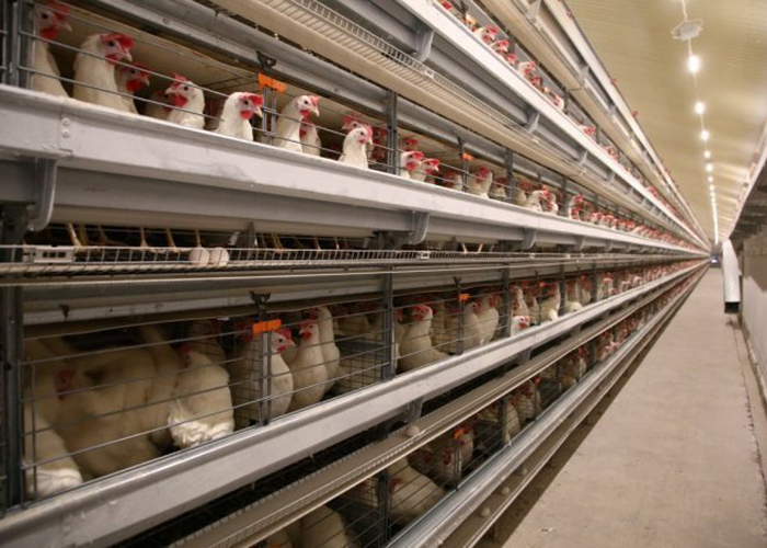 ​Птицефабрика Островная намерена в три раза увеличить производство мяса бройлеров