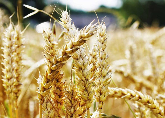 ​Российские генетики создадут пшеницу для бедных