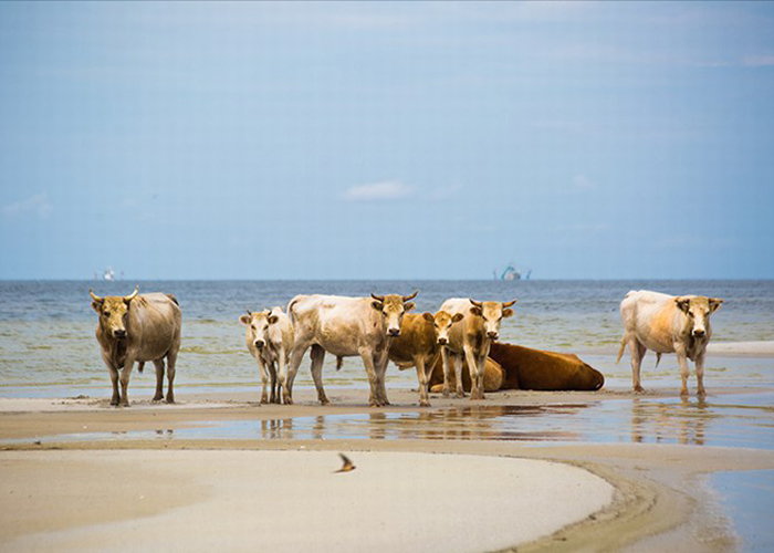 ​Унесённых ураганом с побережья США коров нашли у барьерного рифа