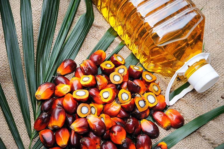 ​В Петербурге лишили налоговых льгот производителей пальмового масла