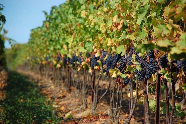 ​В России планирует заложить 6.7 тыс га виноградников в 2019 году