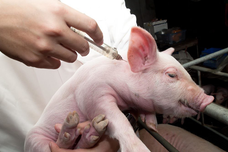 ​Вакцинация как альтернатива кастрации свиней становится популярной в Германии