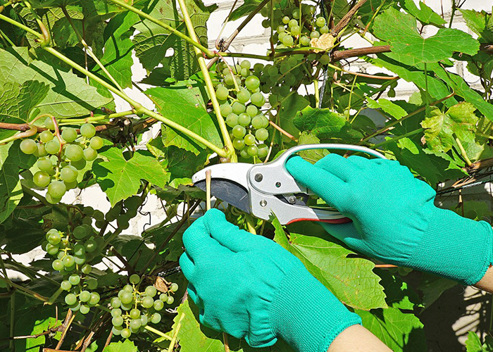 Как заставить виноград быстро плодоносить