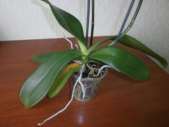 Орхидея после цветения