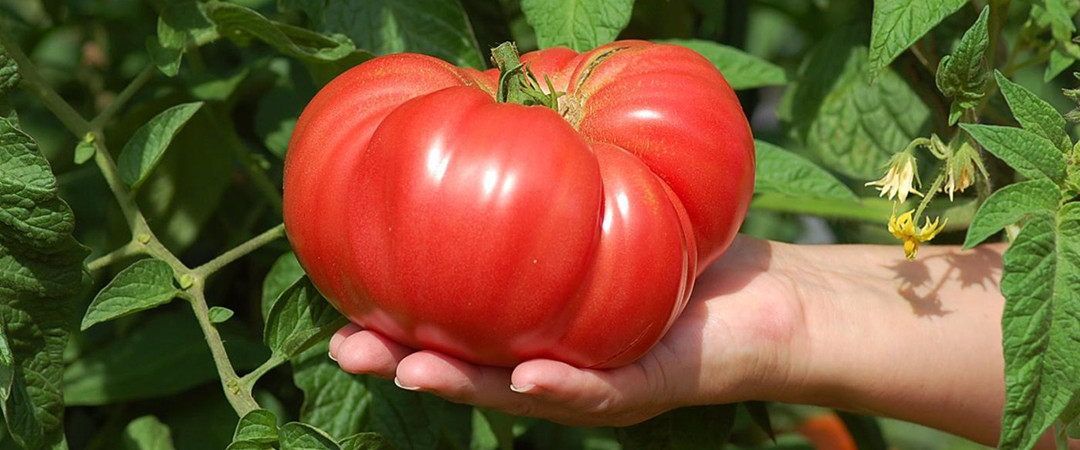Самые плодовитые томаты 2019